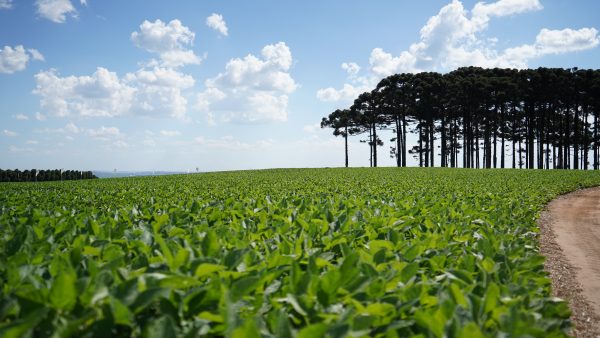Plantação onde é realizada a Noite da Soja