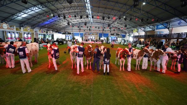 Exposição de animais na ExpoFrísia 2022